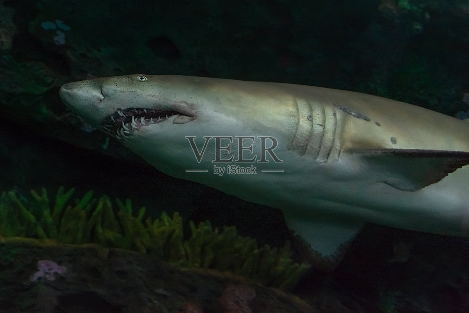 鲨鱼照片摄影图片