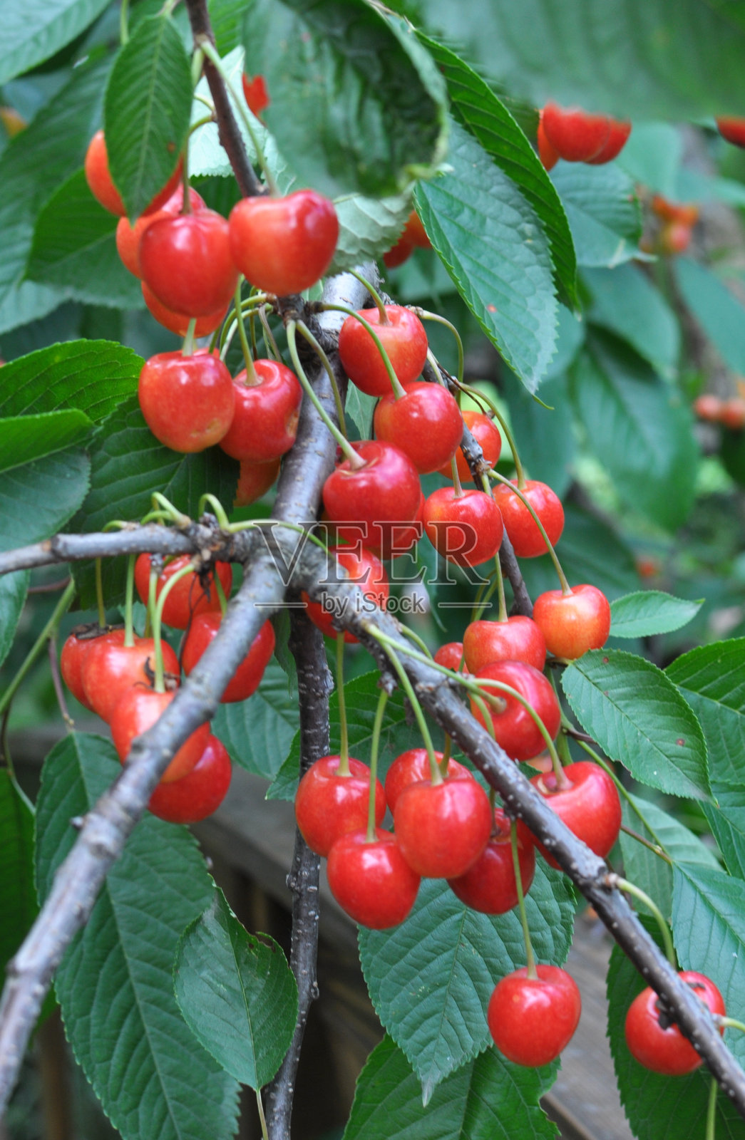 在树枝上，成熟的浆果甜樱桃(Prunus avium)照片摄影图片