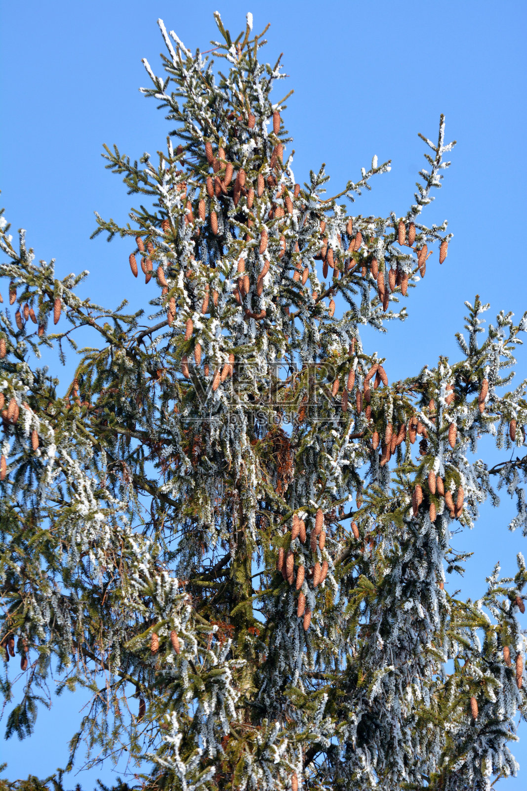 云杉枝上挂着球果。照片摄影图片