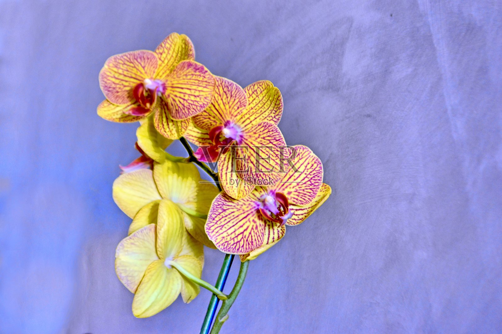 彩色兰花照片摄影图片