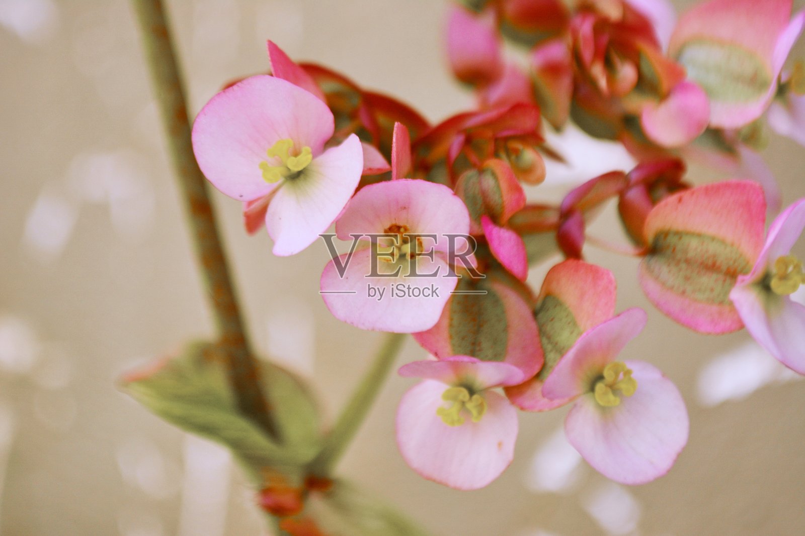 美丽的海棠花照片摄影图片