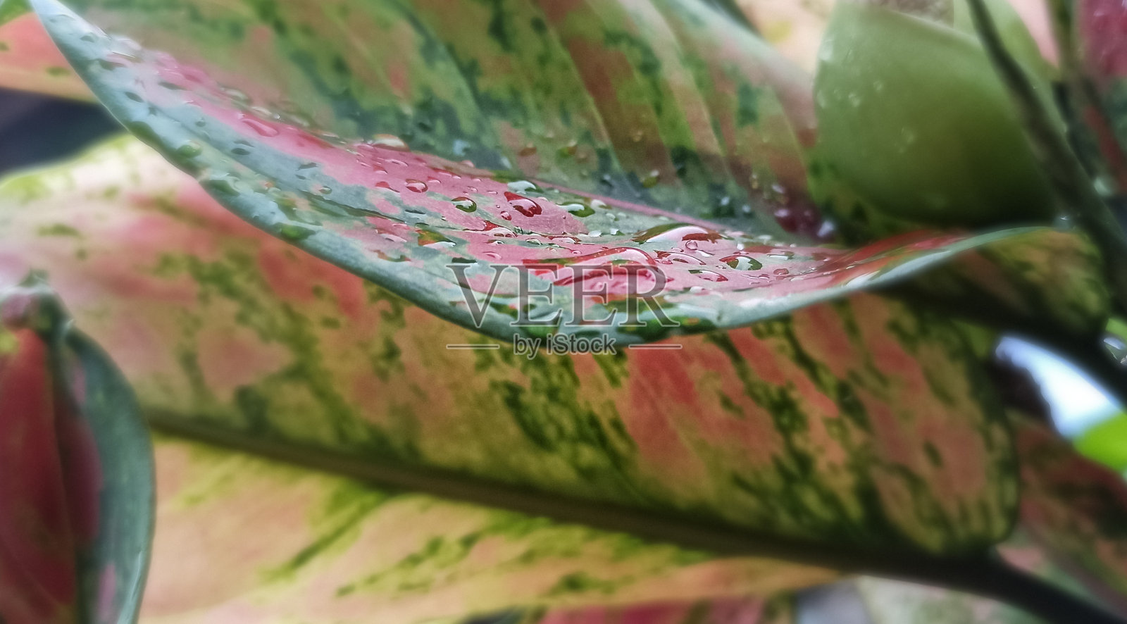 叶子上的水滴照片摄影图片