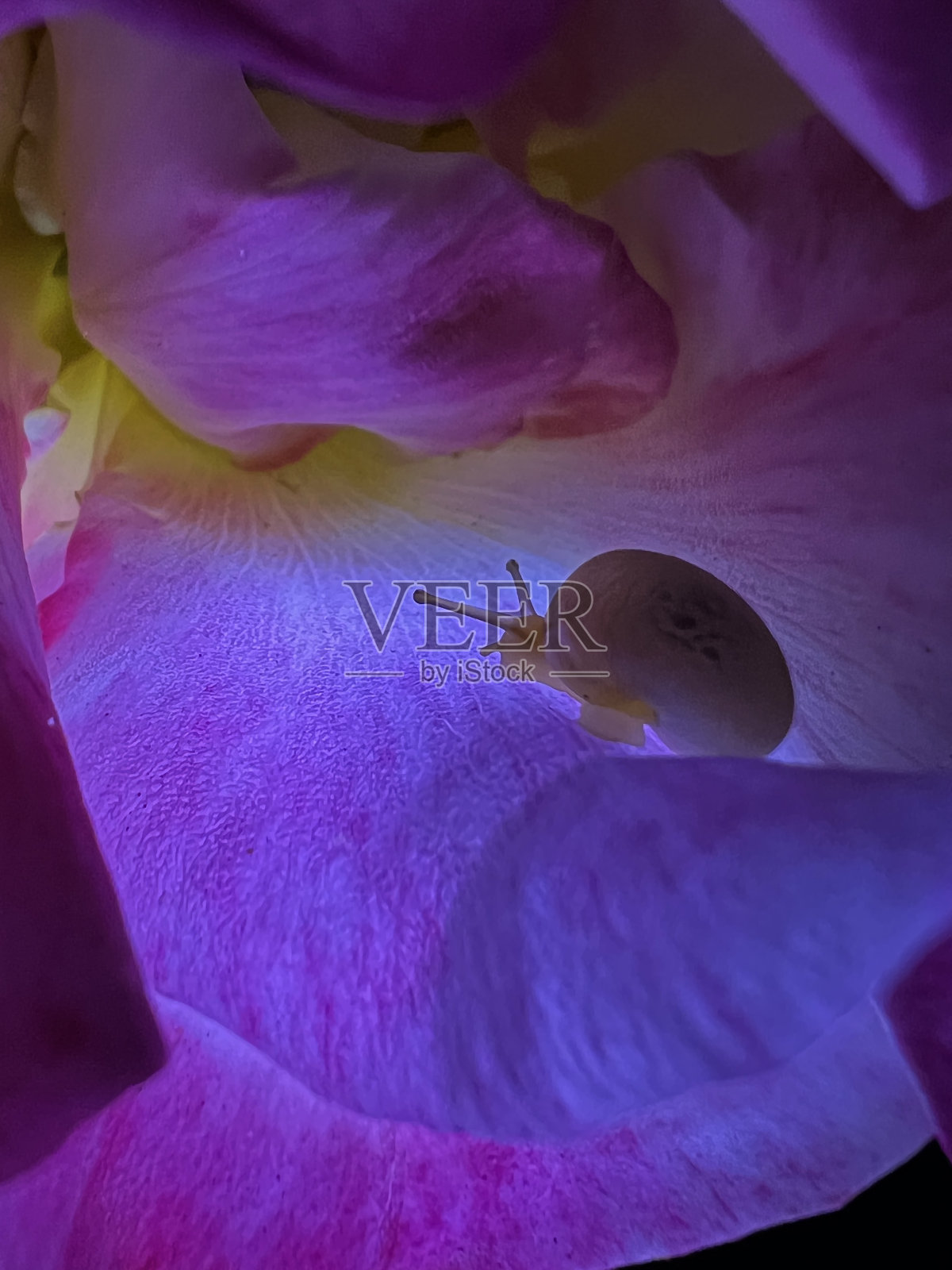 暗色背景上粉红玫瑰的特写。高质量照片照片摄影图片