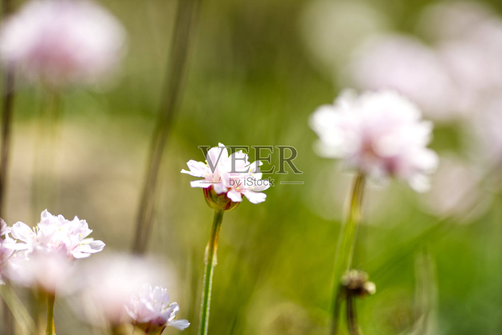 海石竹照片摄影图片