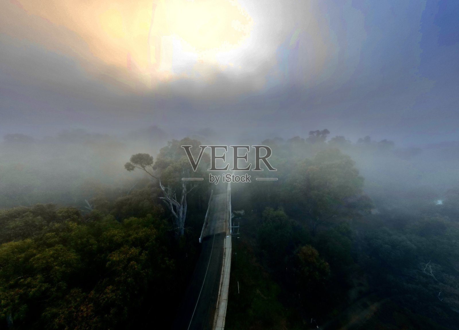 雾蒙蒙的森林照片摄影图片