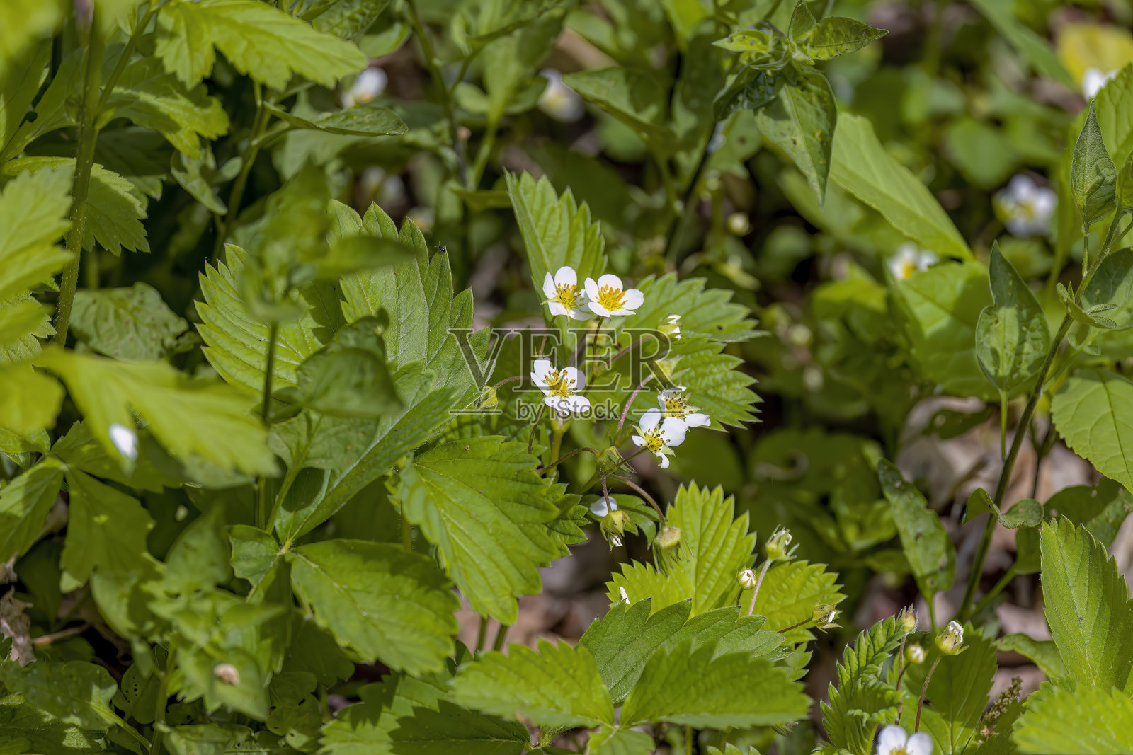 盛开的野草莓。照片摄影图片