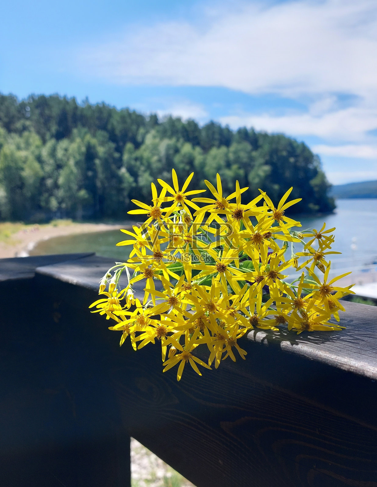 黄色的花照片摄影图片