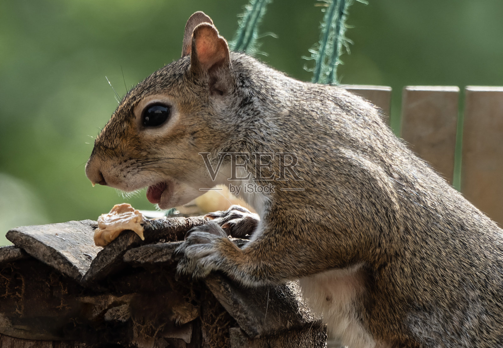 一只灰松鼠在甲板上享用点心照片摄影图片