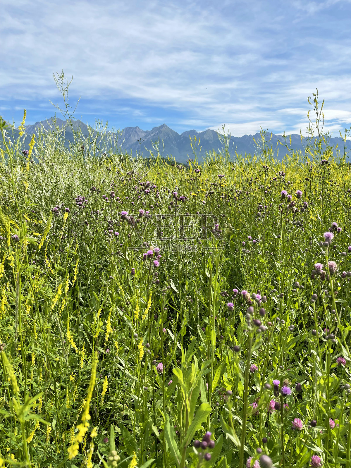 东萨彦山背景下的通卡山谷盛开的野花。夏天去俄罗斯布里亚特旅游。照片摄影图片