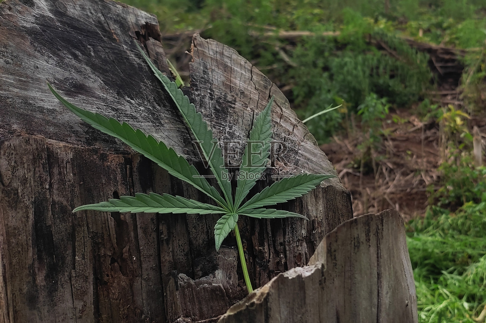 高品质大麻照片摄影图片