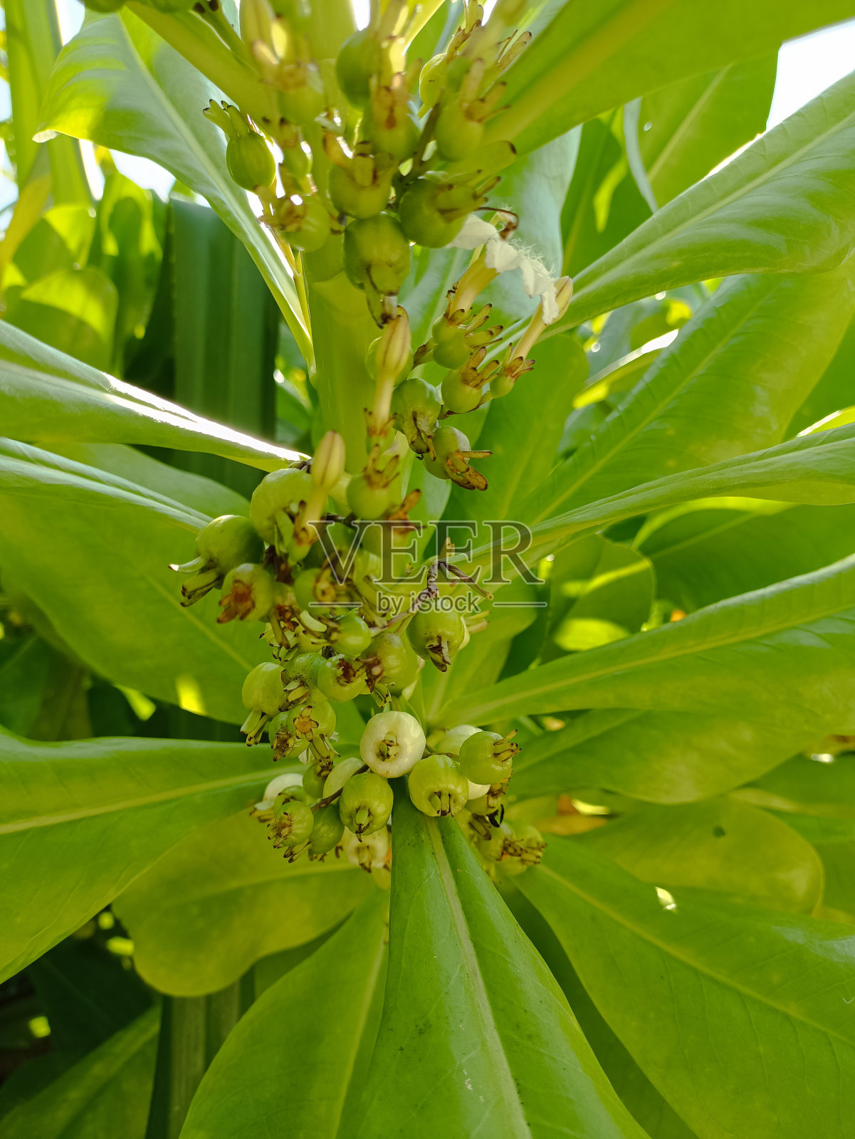 Scaevola Taccada照片摄影图片