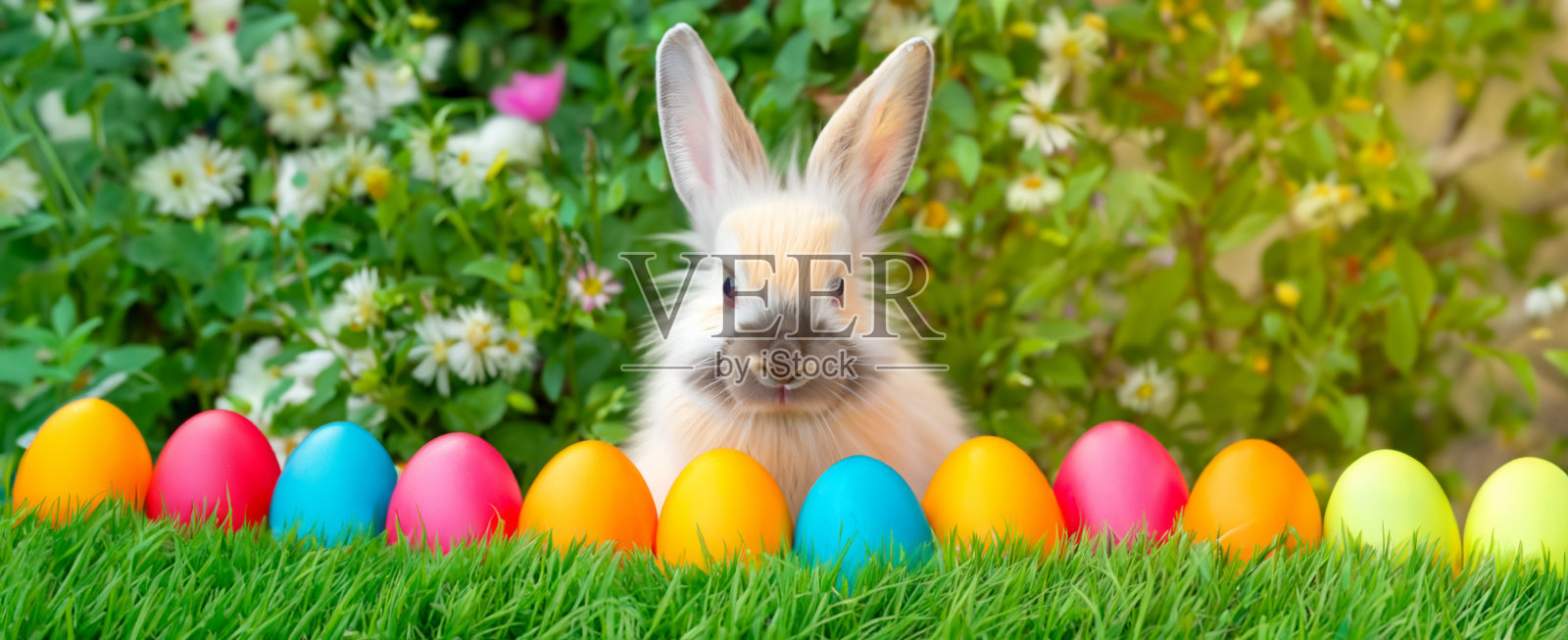 兔子复活节毛茸茸的小兔子或新出生的兔子。宝宝可爱的兔子或新出生的可爱的兔子。复活节兔子。复活节的象征。照片摄影图片