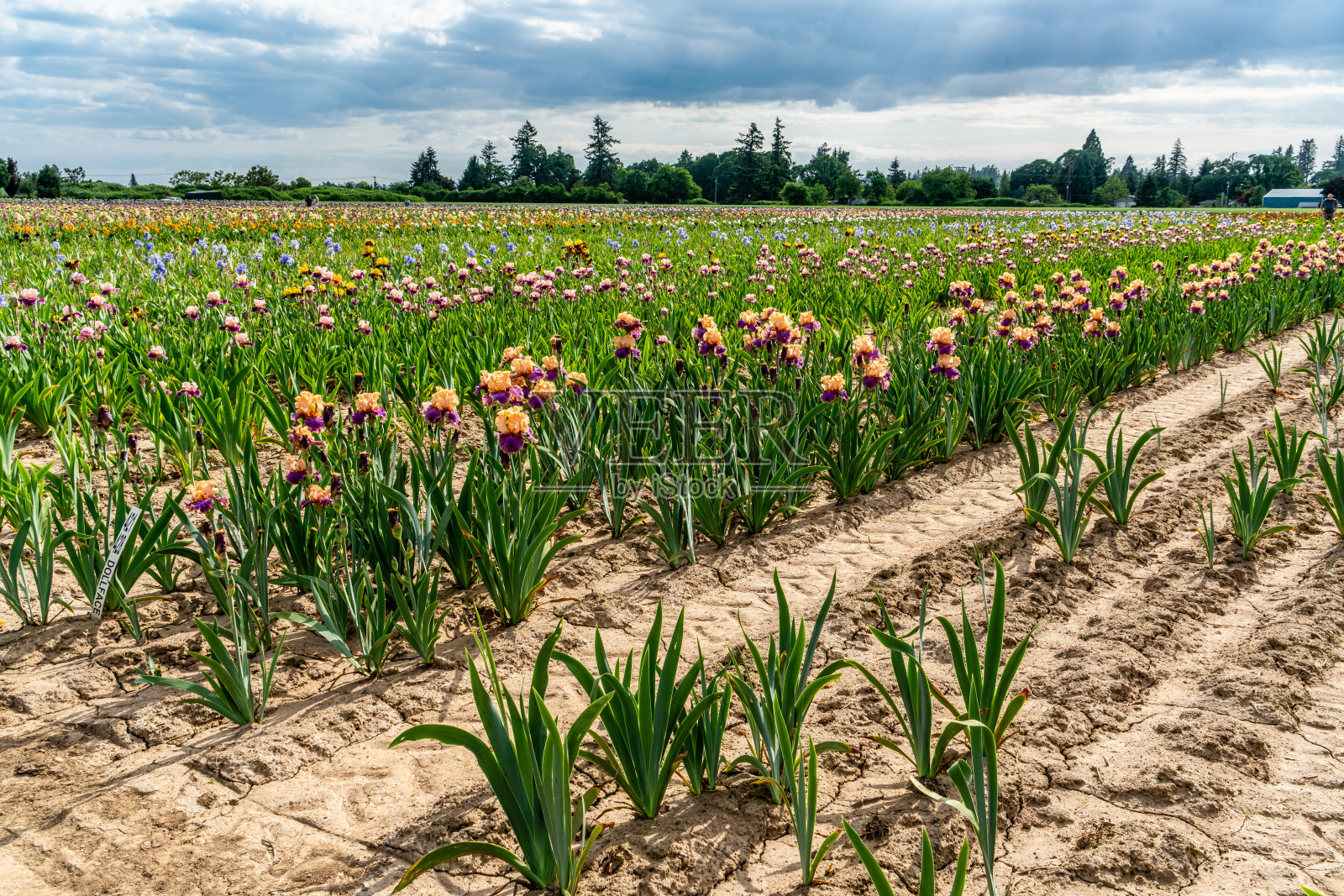 巨大的虹膜场9照片摄影图片