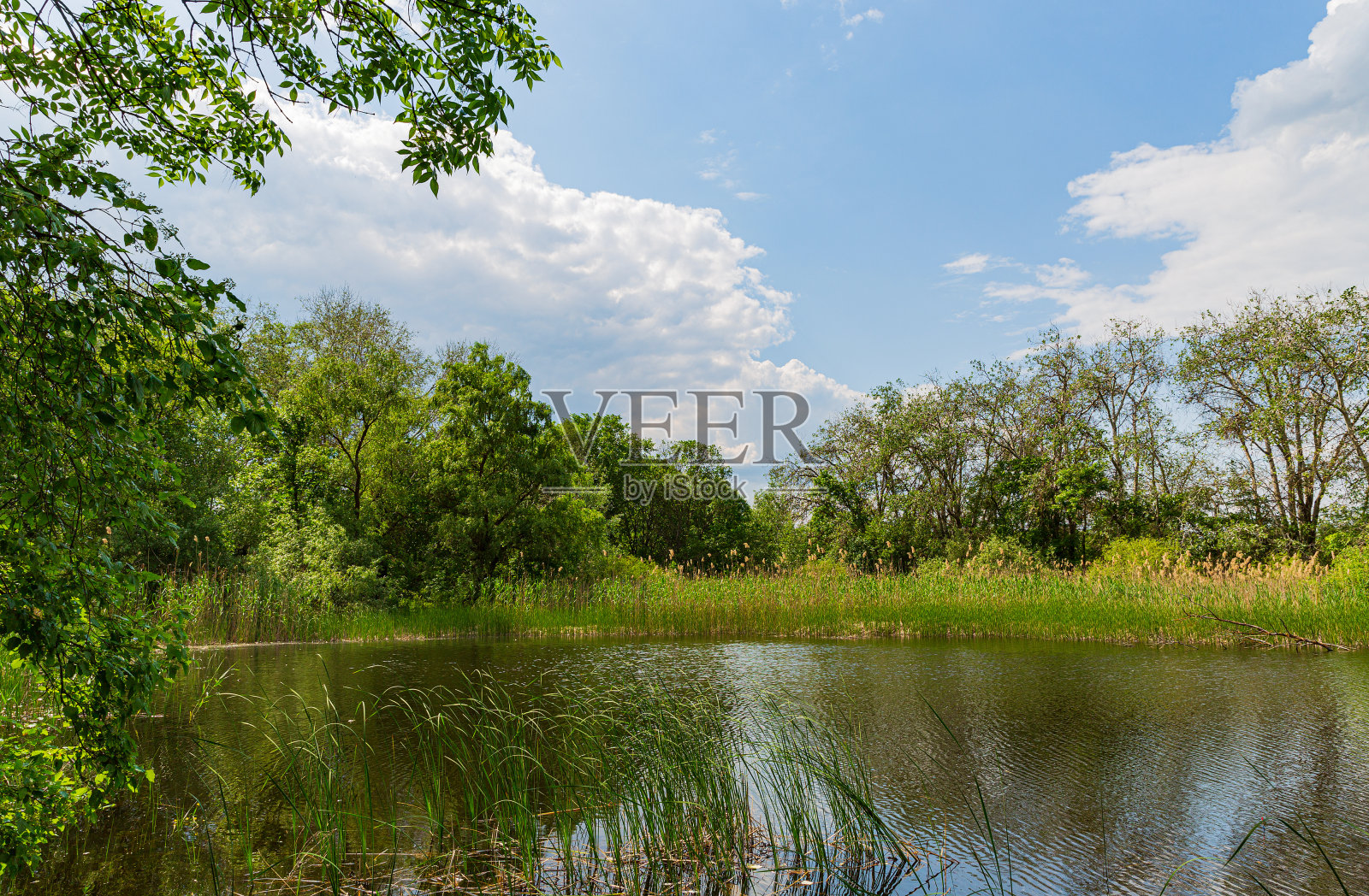 森林中的小湖照片摄影图片