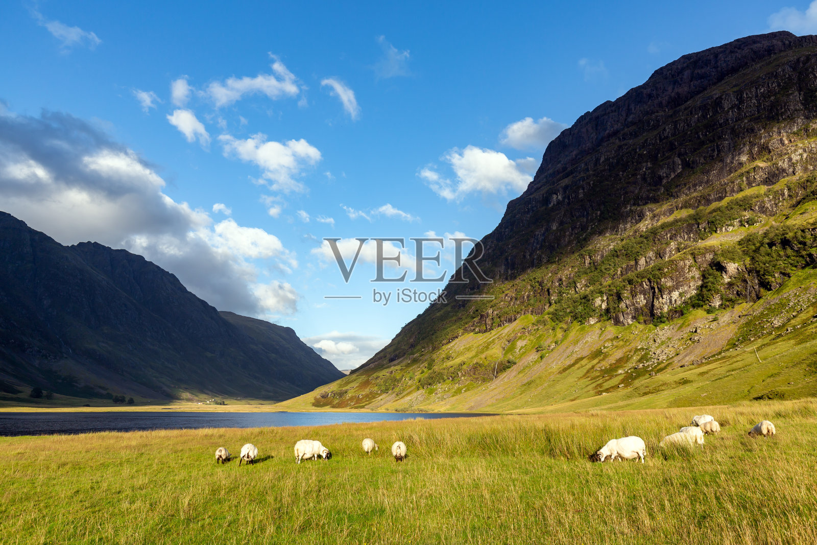 scotland_sheeps照片摄影图片