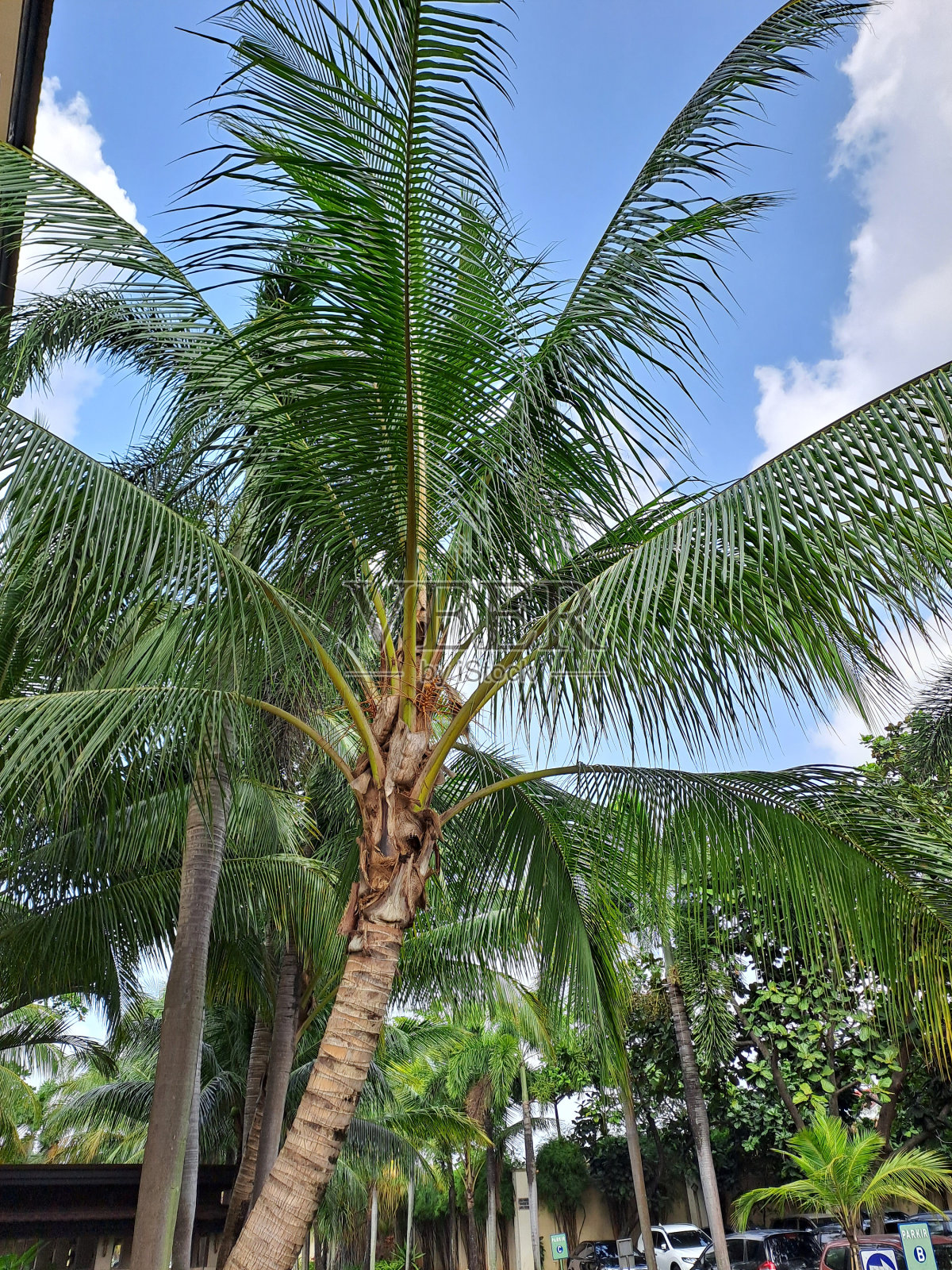 椰树造型照片摄影图片