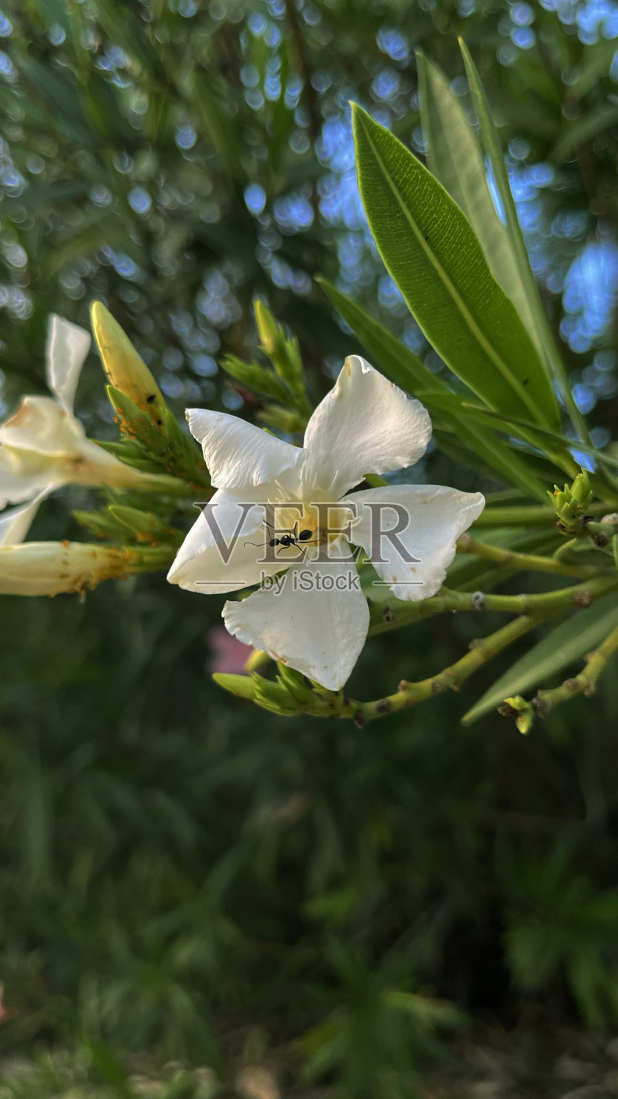 一只小蚂蚁在花上行走照片摄影图片