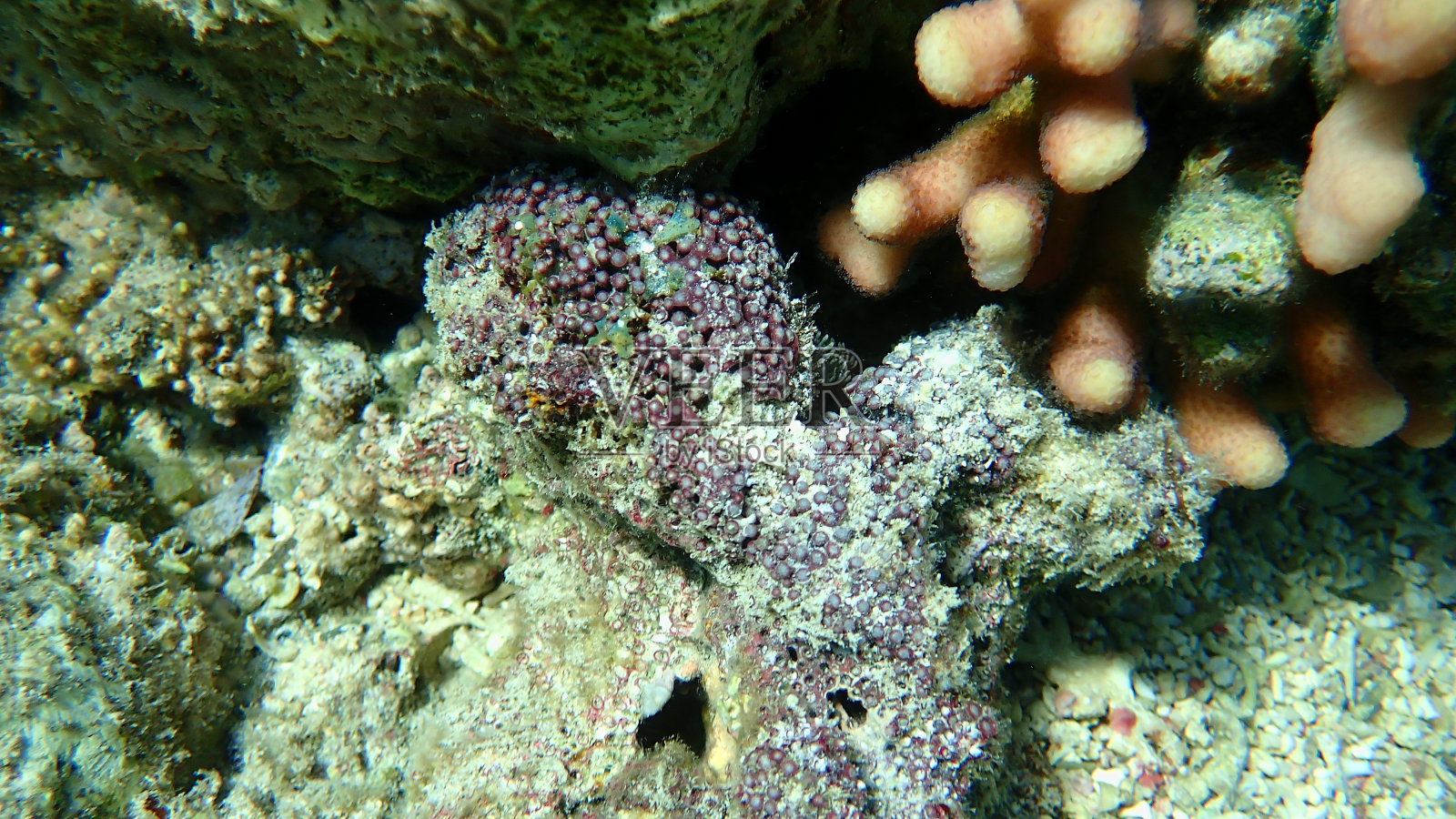 海底的管风琴珊瑚或红色管风琴珊瑚照片摄影图片