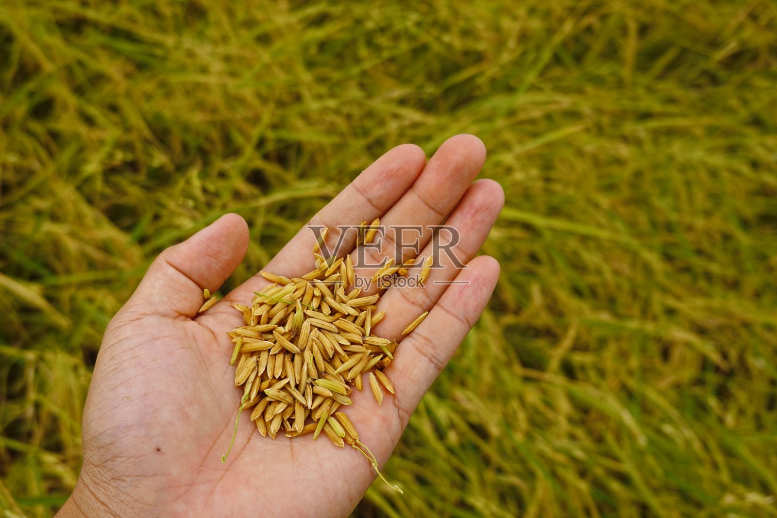 稻田农业粮食产量季节照片摄影图片