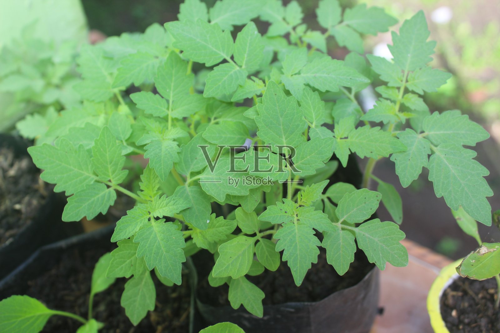 西红柿的叶子照片摄影图片