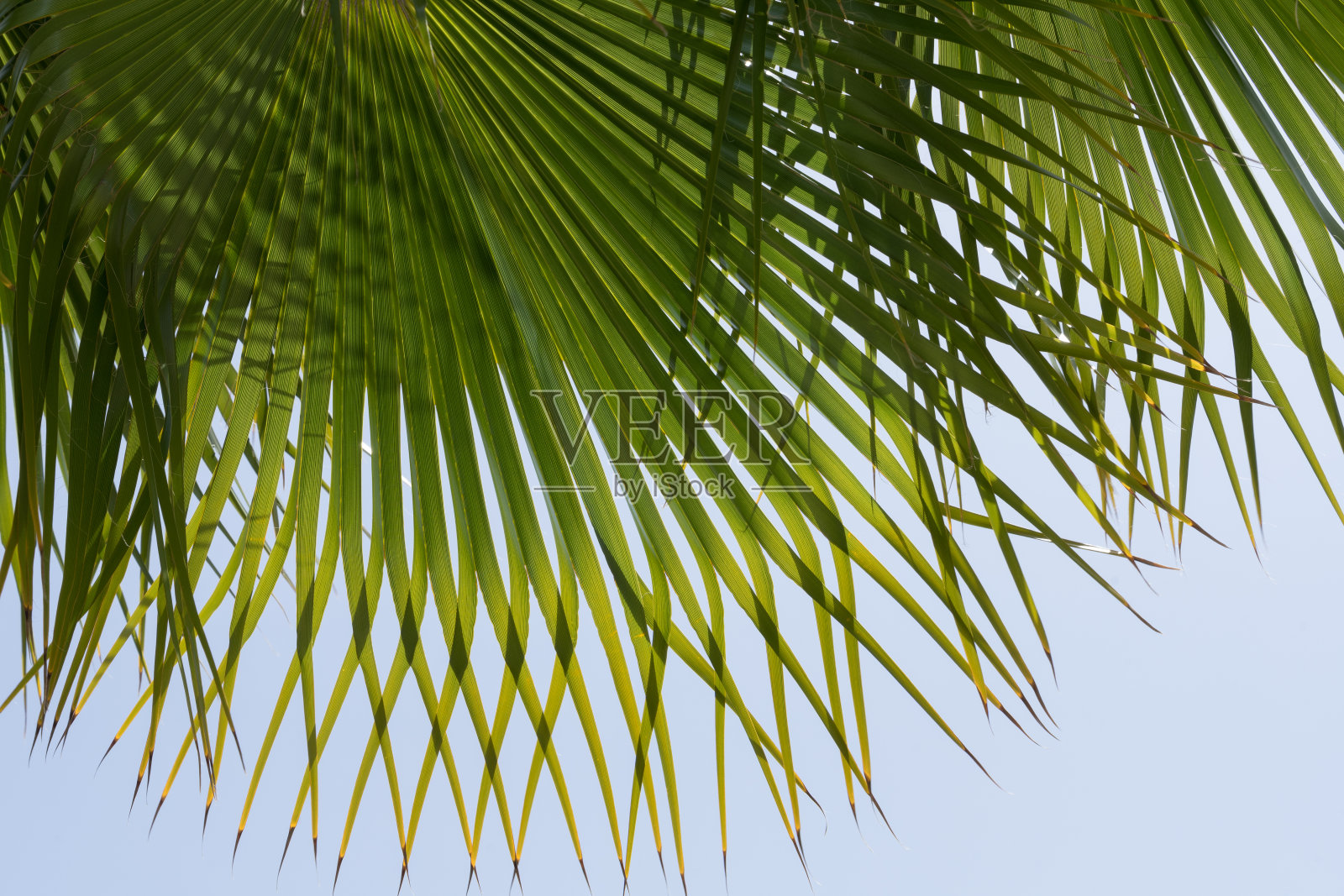 郁郁葱葱的绿色棕榈叶和浅蓝色的天空植物特写照片摄影图片