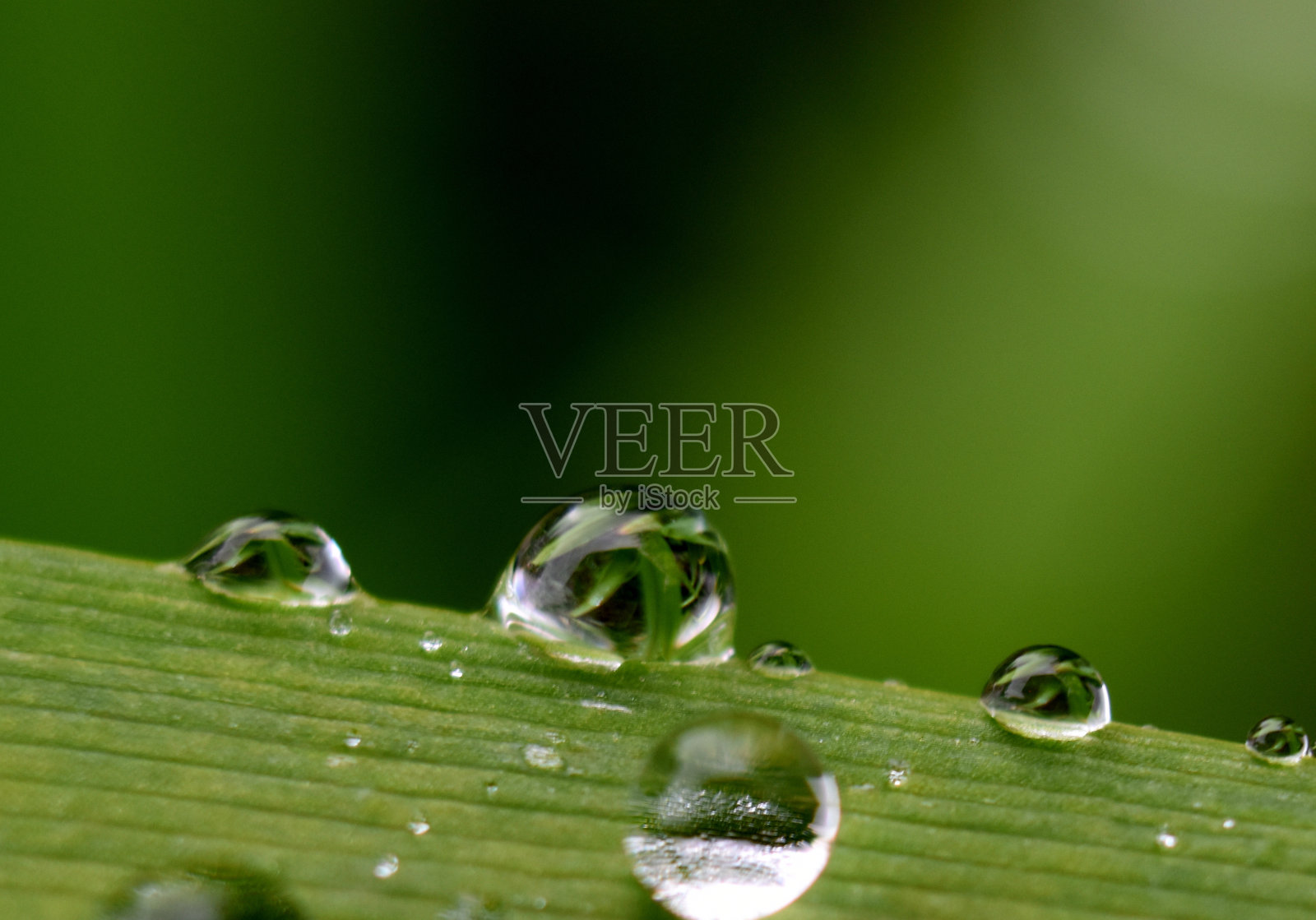 非盟查顿照片摄影图片