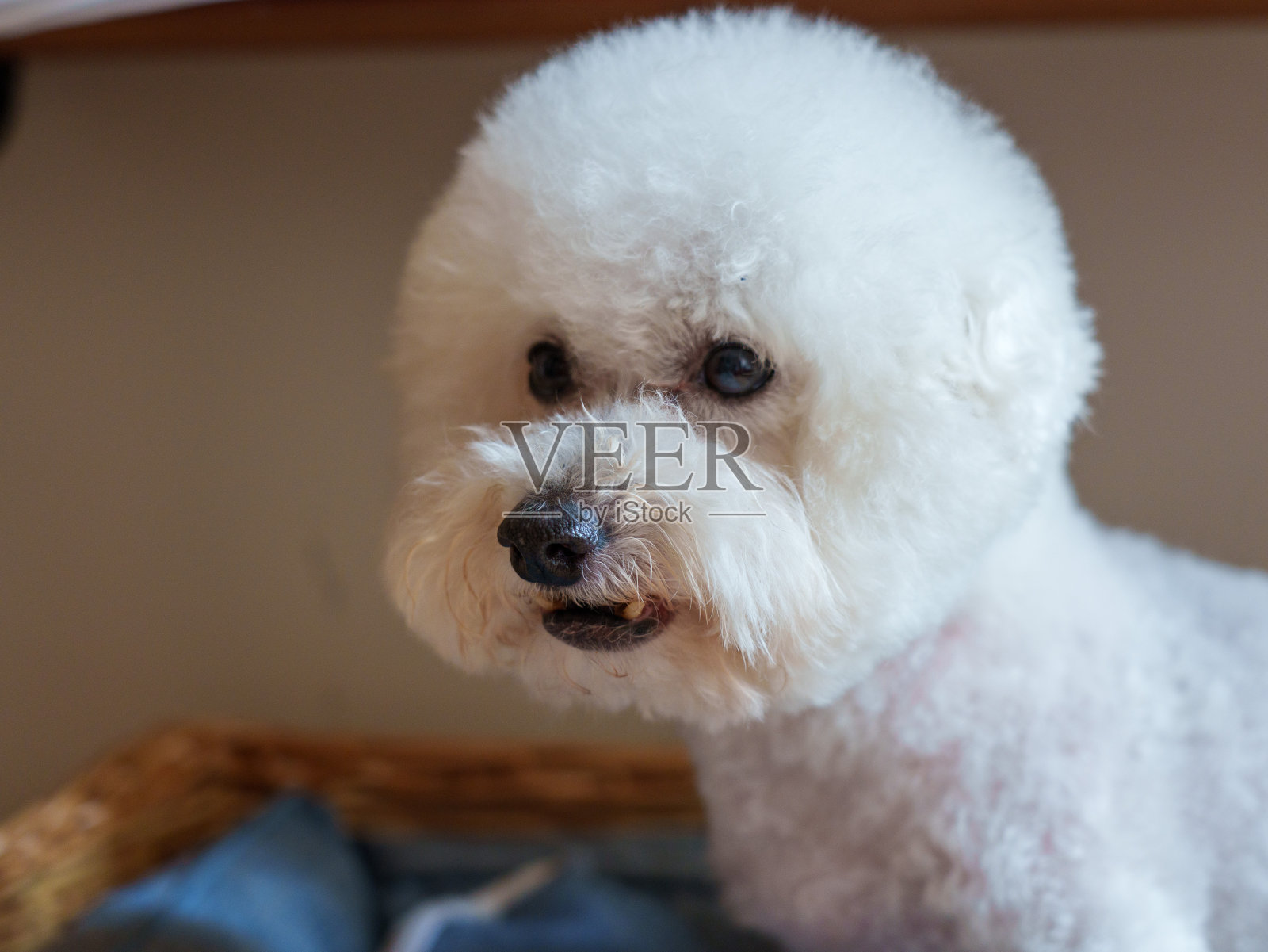 比雄犬的特写照片摄影图片