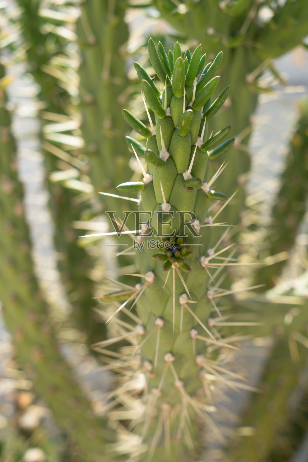 绿色仙人掌天然多汁的花园特写照片摄影图片