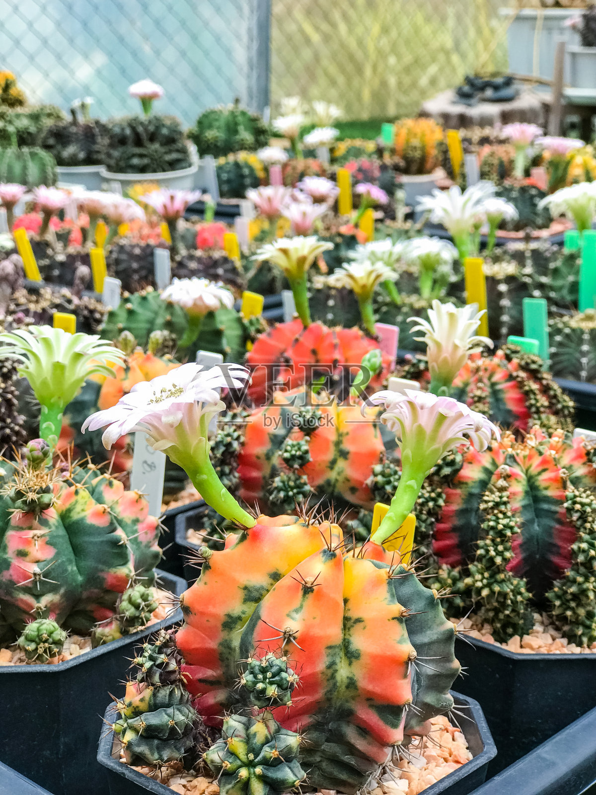 仙人掌在苗圃里。照片摄影图片