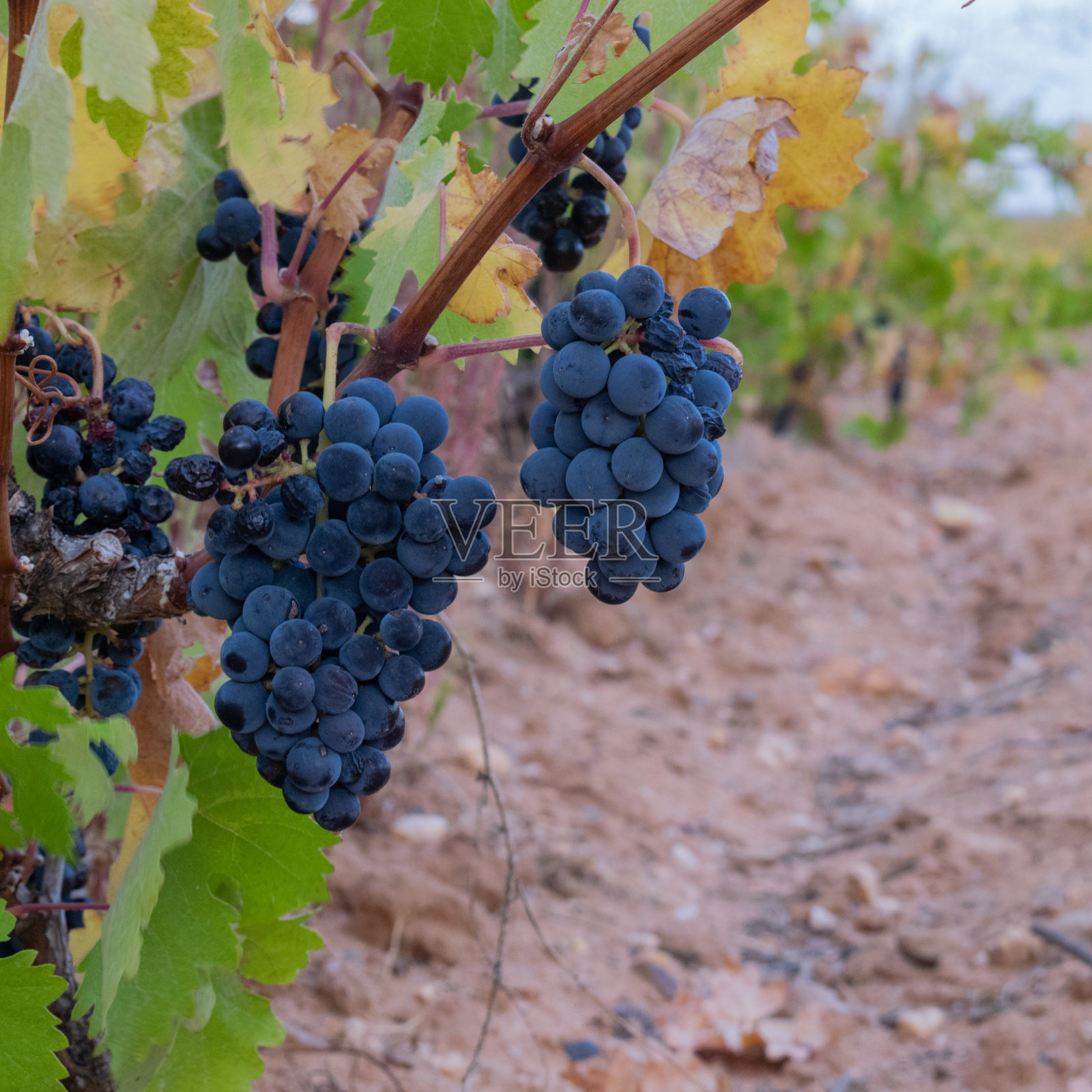 葡萄园里一串串的黑葡萄。照片摄影图片