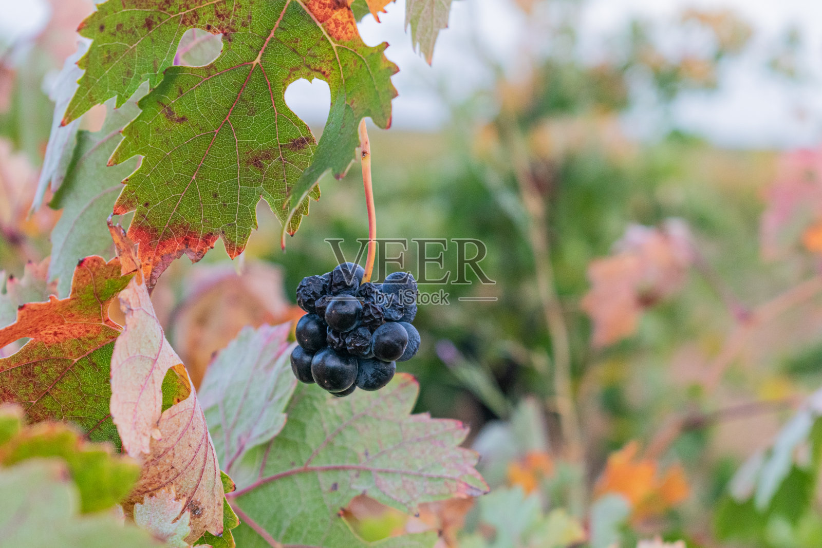 一片黑葡萄地。照片摄影图片