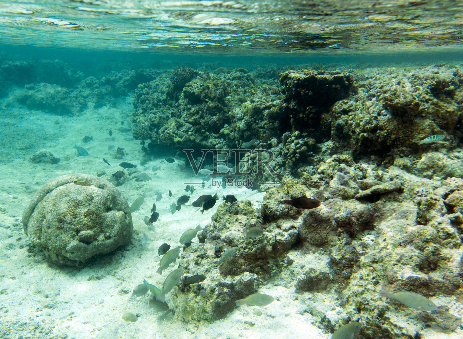 珊瑚全景照片摄影图片