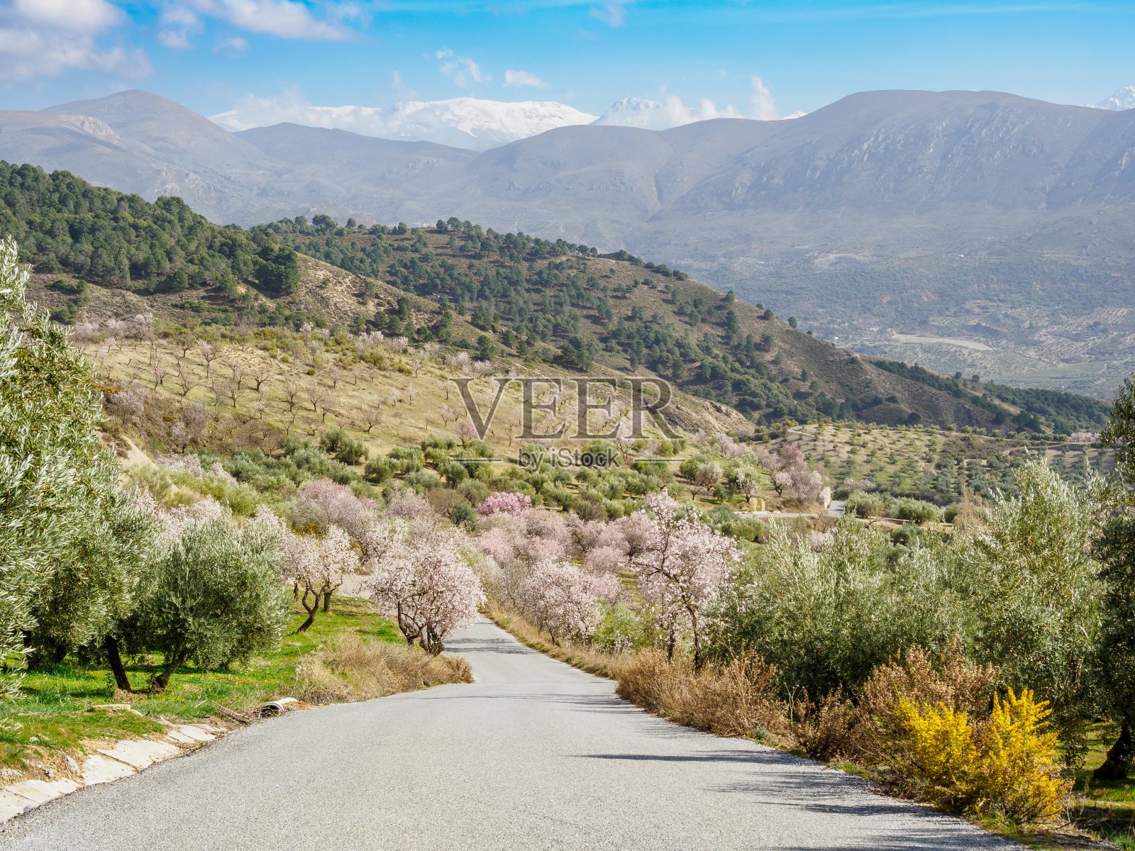 西班牙格拉纳达鱼附近的杏树照片摄影图片