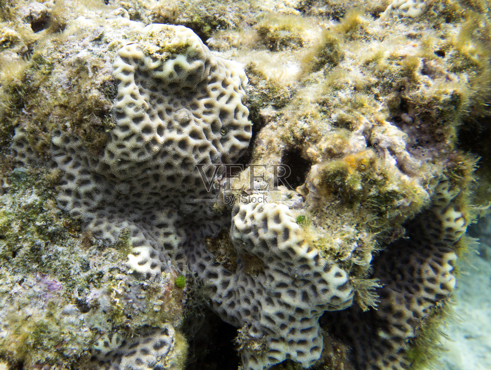 珊瑚全景照片摄影图片