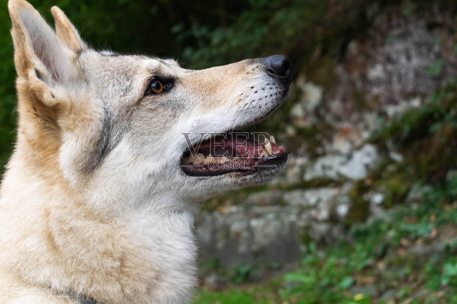捷克斯洛伐克狼狗看着镜头照片摄影图片