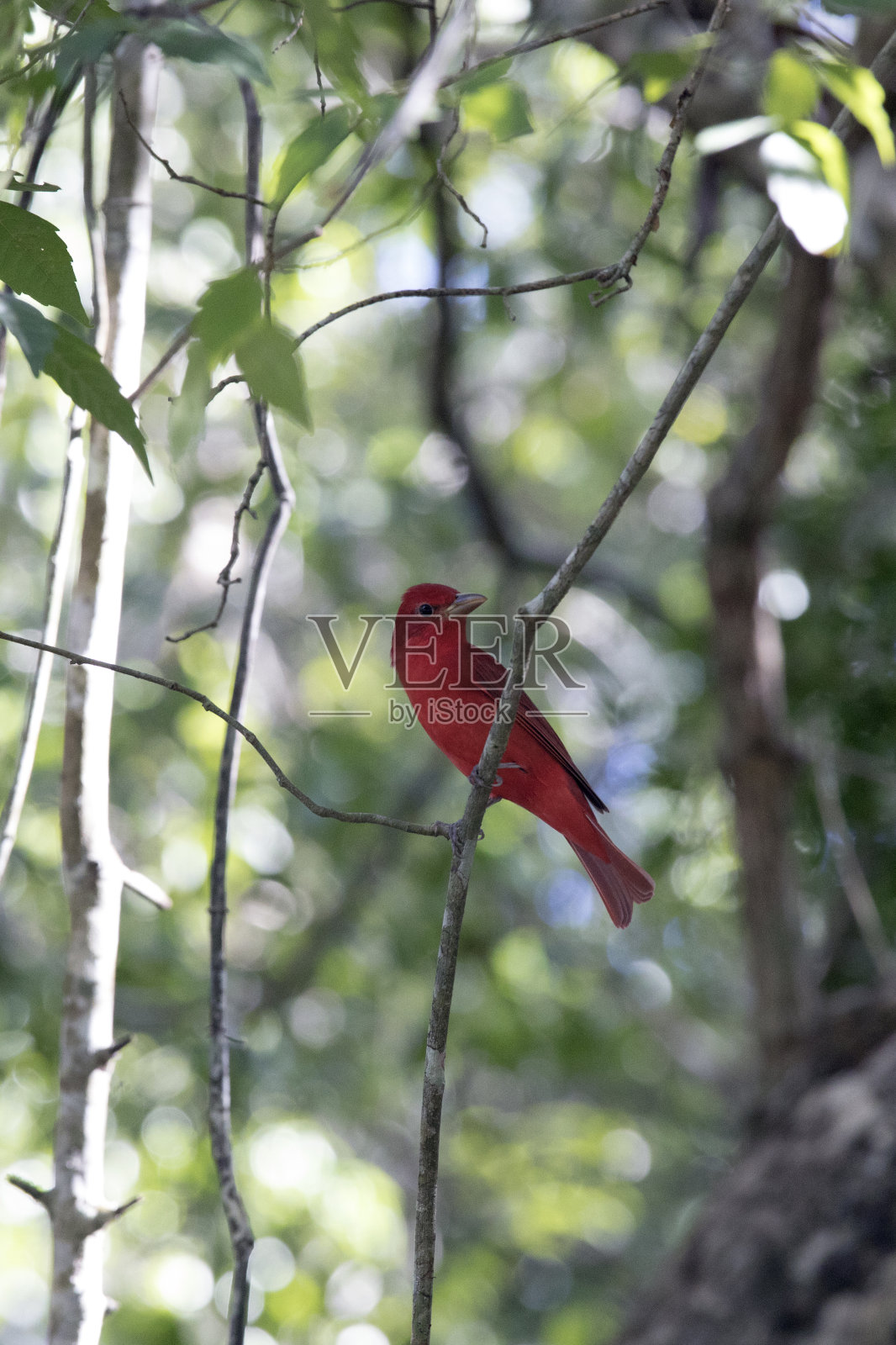 在树上看夏天的经理鸟照片摄影图片