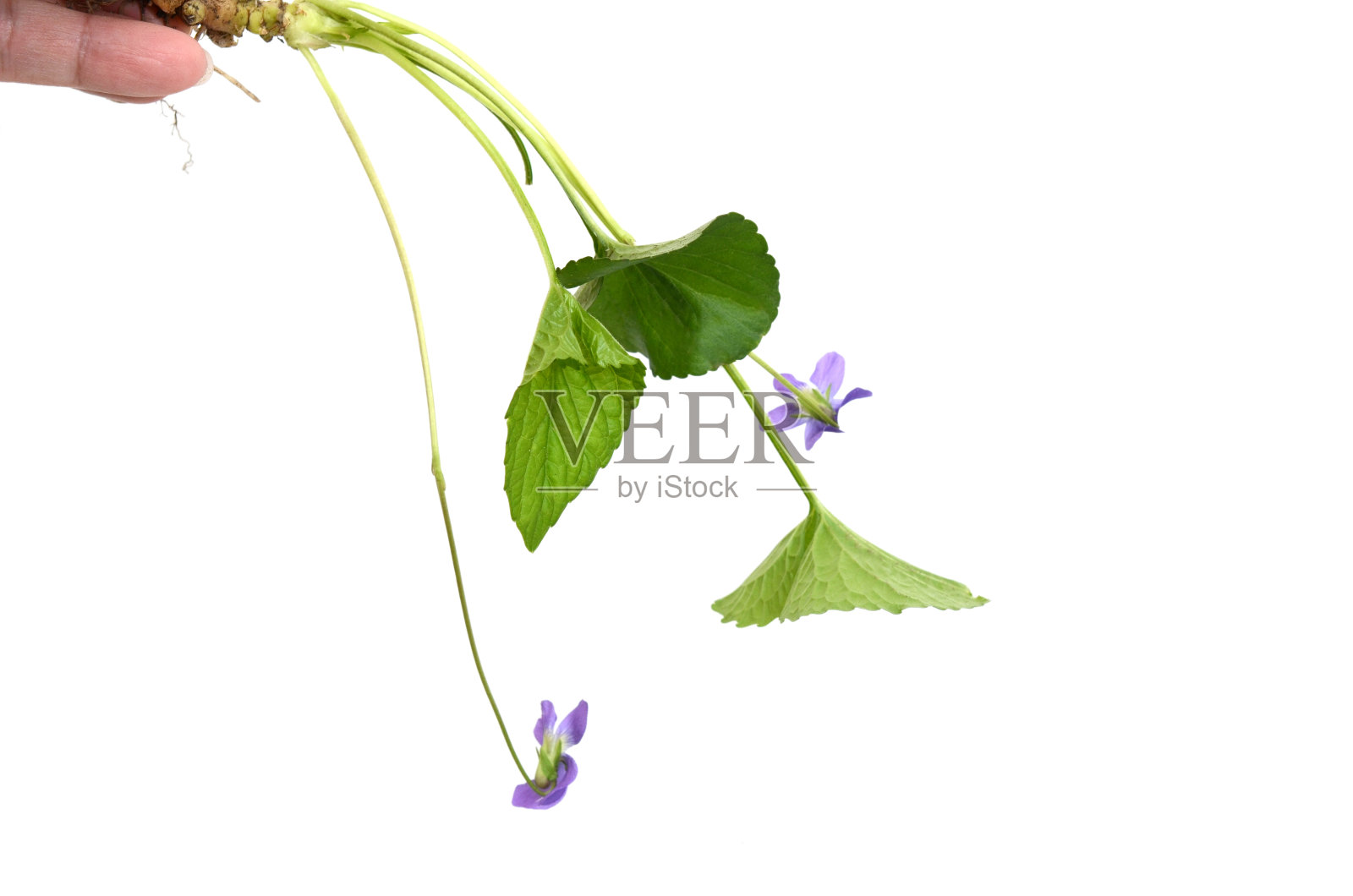 堇菜花照片摄影图片