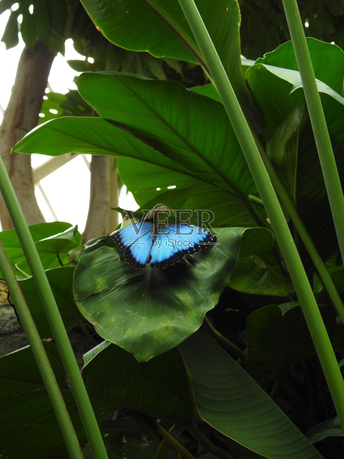 蓝斑蝶照片摄影图片