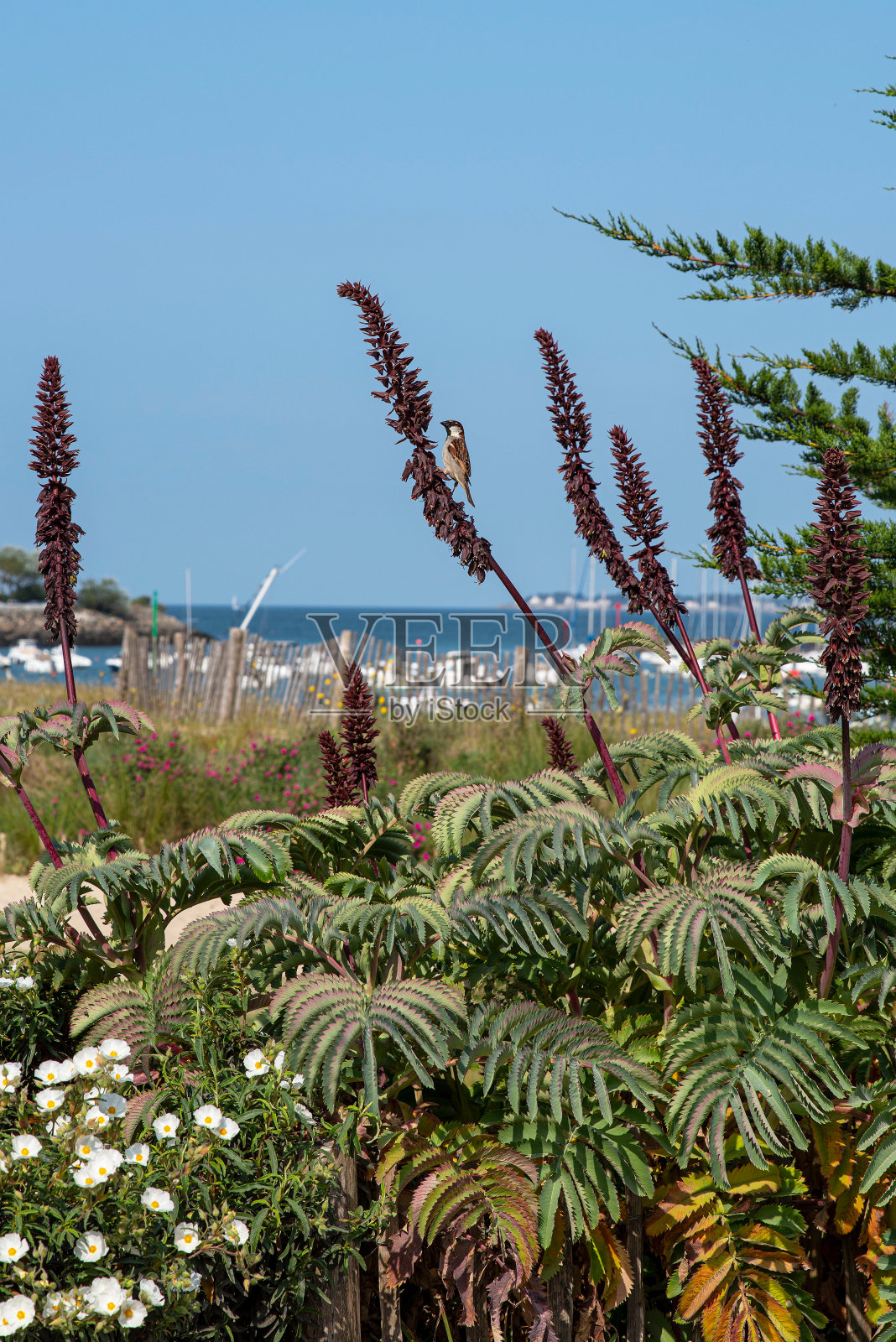 布列塔尼的海滨景观照片摄影图片