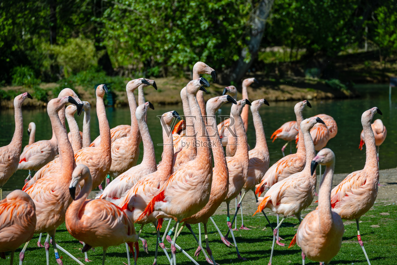 粉红色的火烈鸟-克勒斯国家公园-法国照片摄影图片