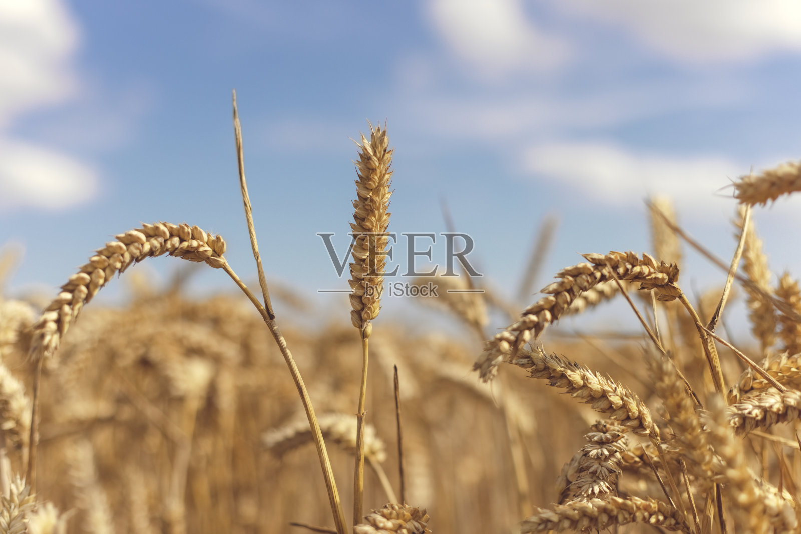 阳光明媚的日子里，金色的麦田照片摄影图片