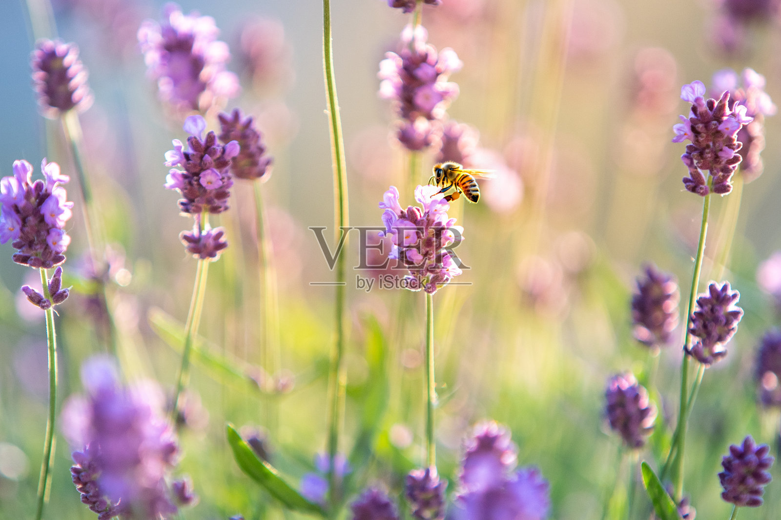 浅景深的盛开薰衣草丛特写。照片摄影图片