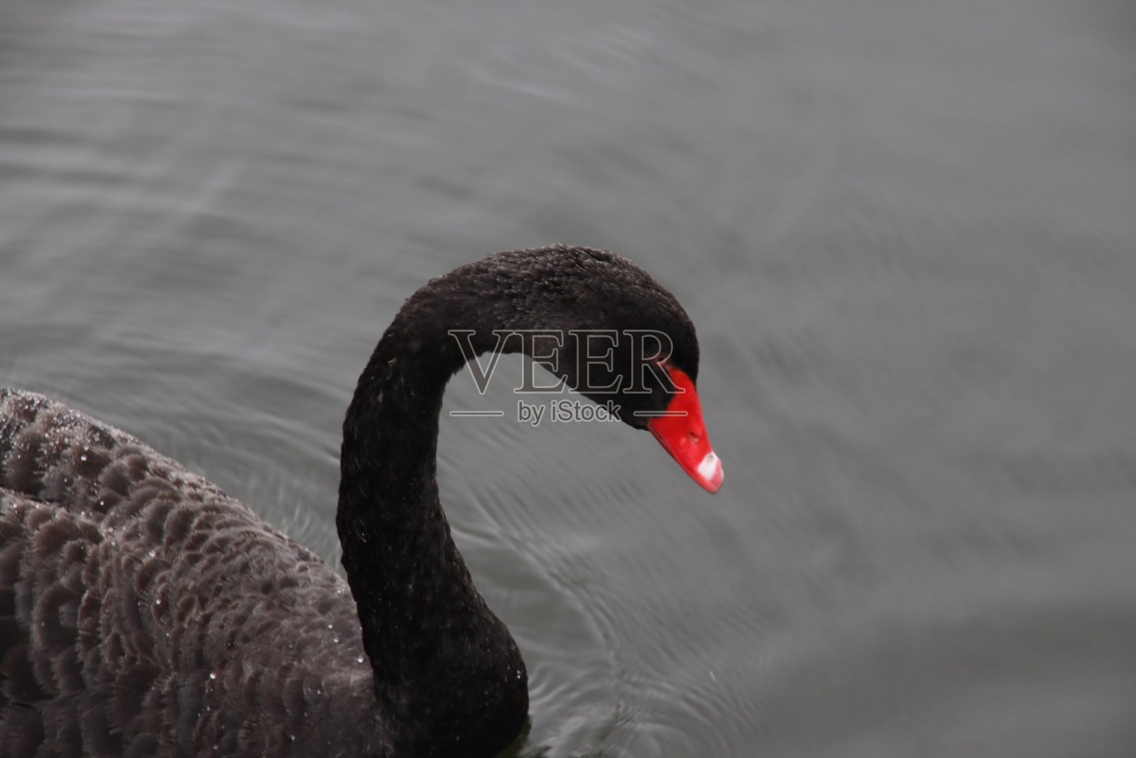 黑天鹅照片摄影图片