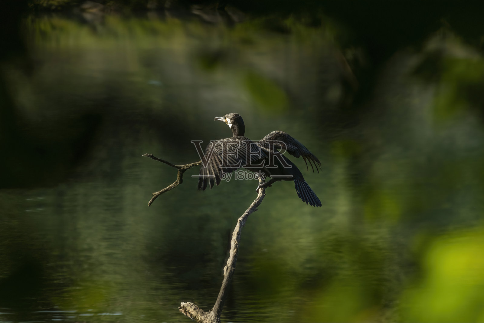 伟大的鸬鹚照片摄影图片