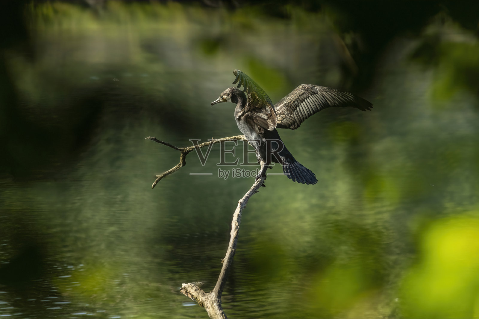 伟大的鸬鹚照片摄影图片