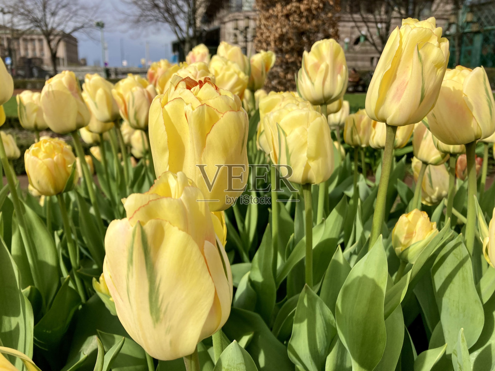 瑞典-斯德哥尔摩- Kungstradgarden(斯德哥尔摩市中心的花园)中的郁金香照片摄影图片