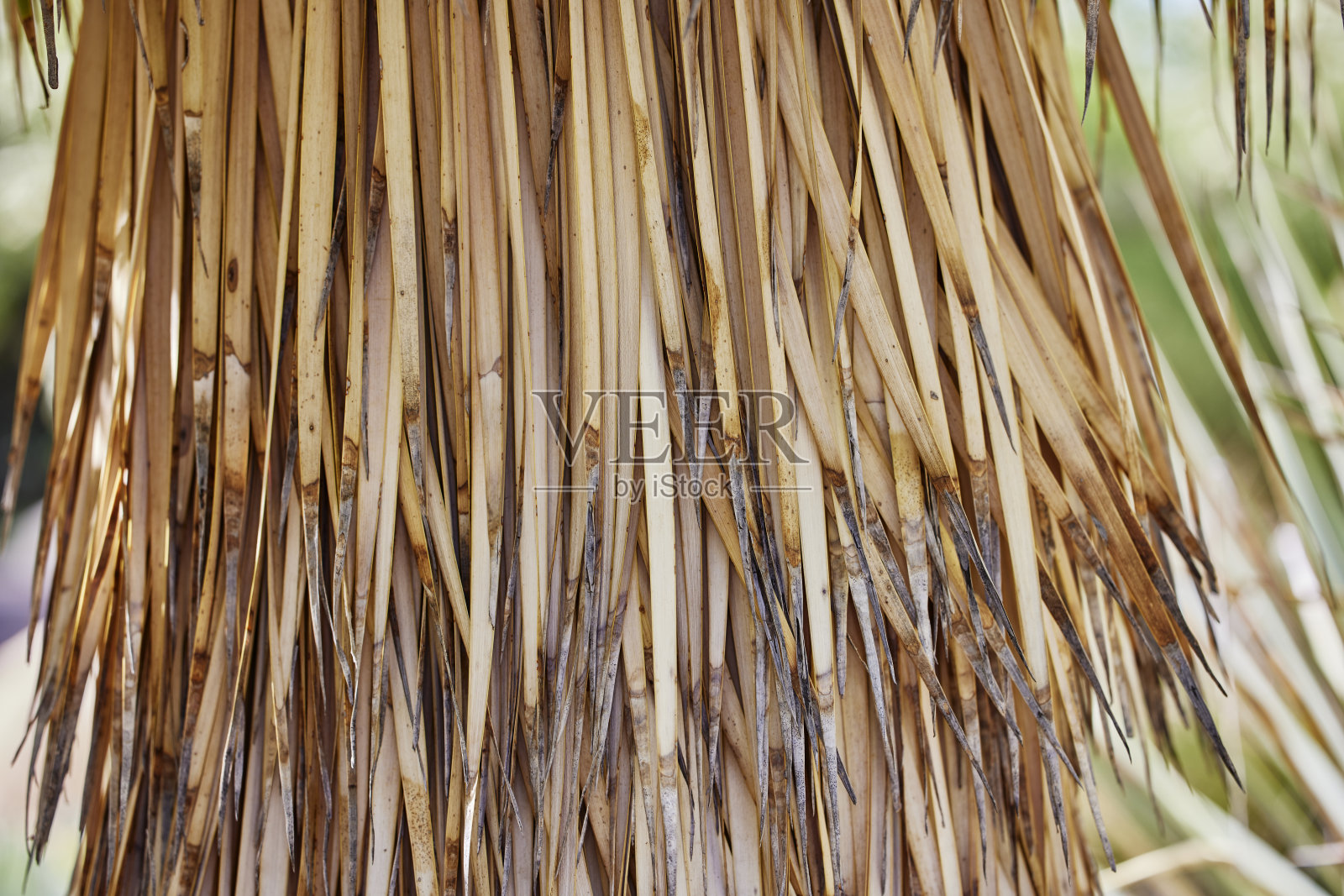 棕榈树上的皱纹特写照片摄影图片