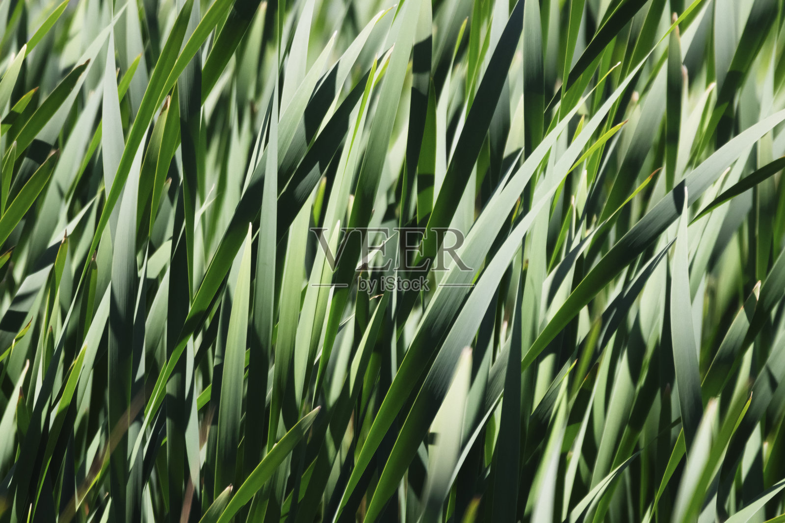 草照片摄影图片