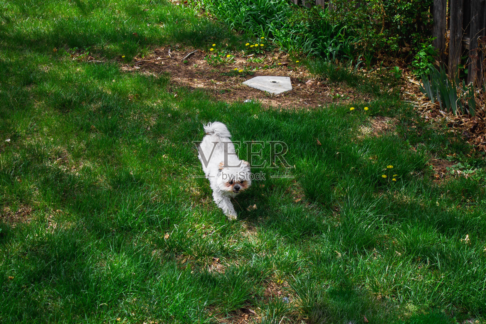 一只小狗在后院照片摄影图片