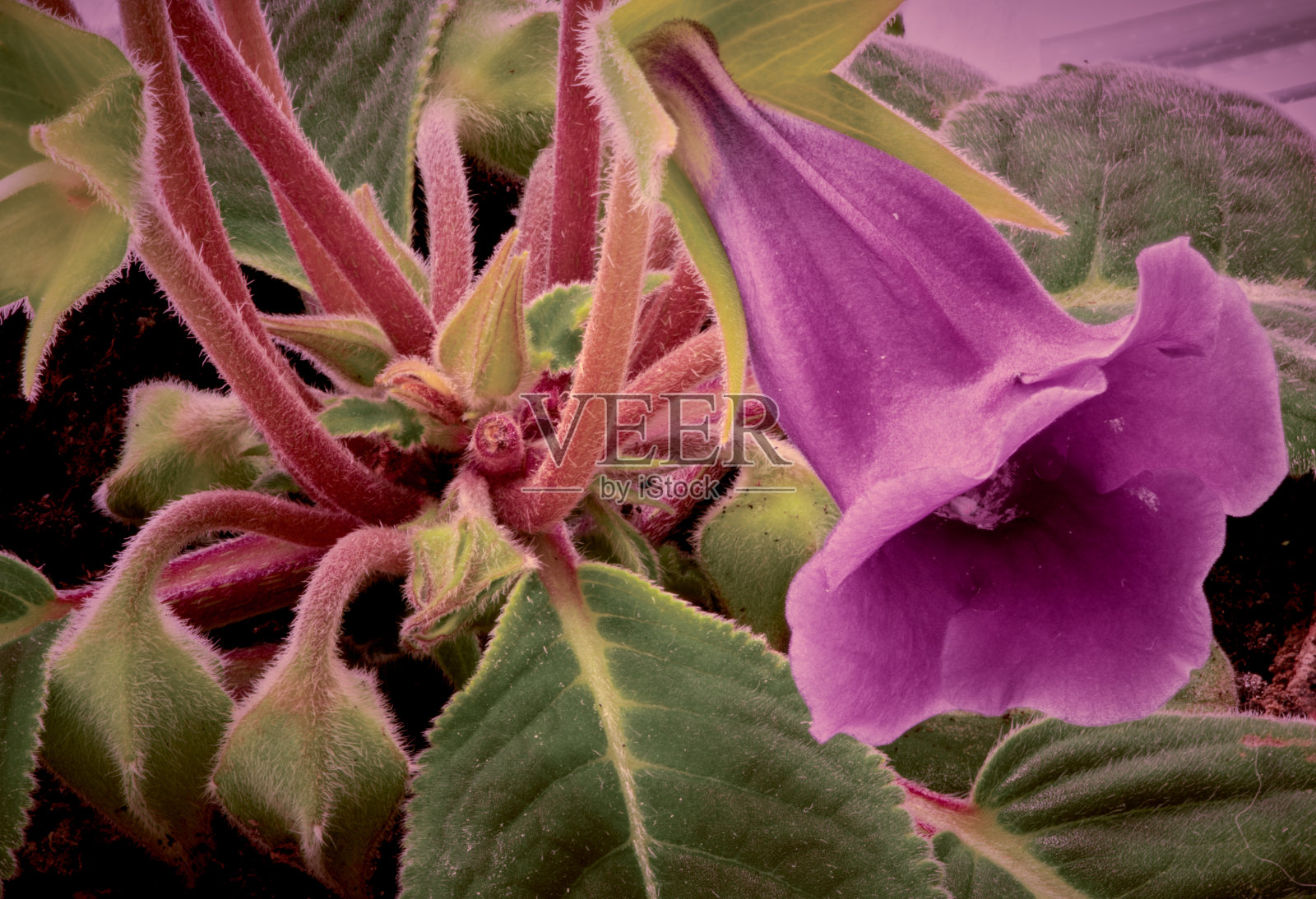 桂花生长在黑色的背景上照片摄影图片